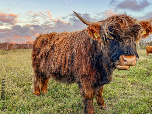 Schottische Hochlandrinder Weissenhäuser Strand