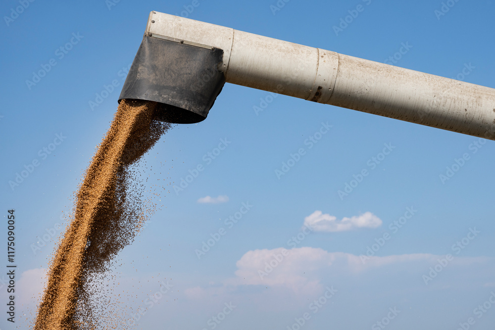 Fototapeta premium Pouring wheat grain into tractor trailer after harvest
