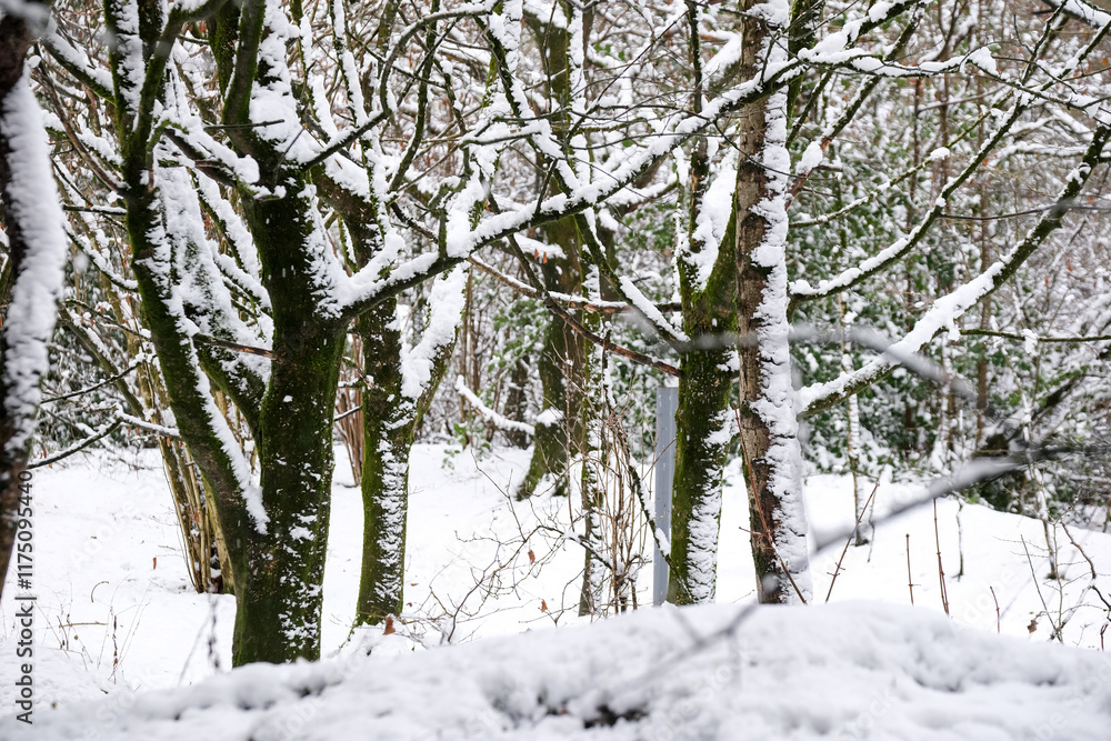 Naklejka premium snow covered trees in winter