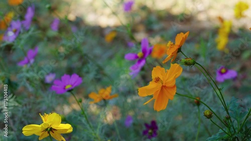 Slow motion video. Cosmos flower fields in winter in Thailand.