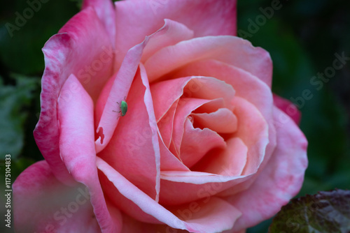 PINK ROSE CLOSE UP WITH GREEN FLY 