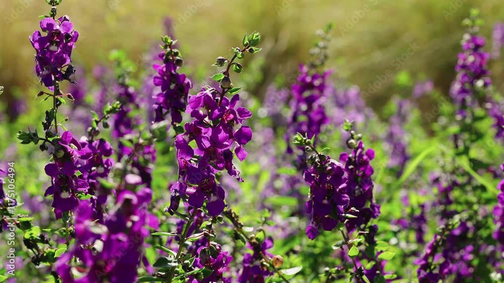 Slow motion video. Flowers Field Angelonia Purple, Little Turtle Flower