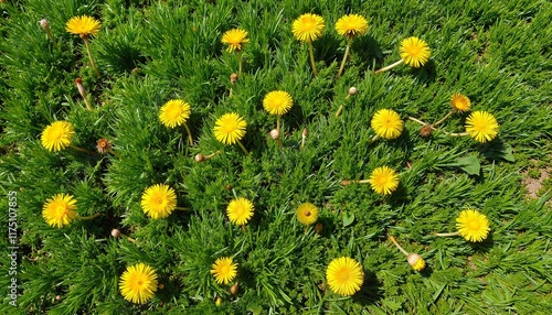 Yellow dandelions blooming on green grass, nature background