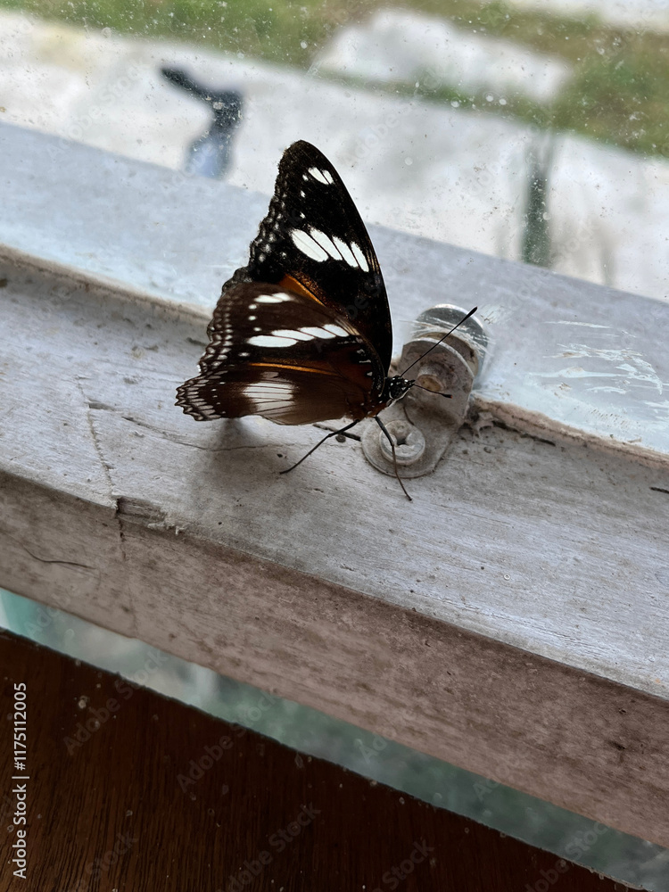 Photography butterfly on the window