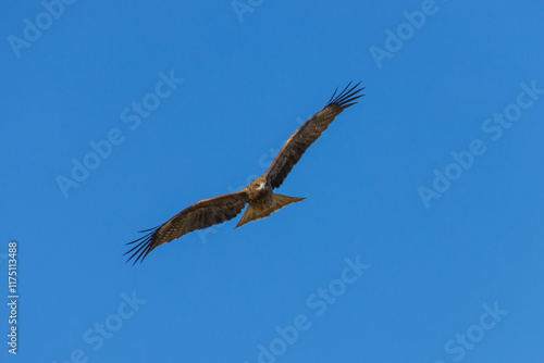 飛翔する鳶 photo