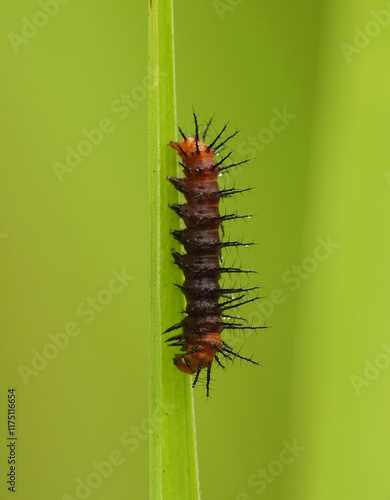 Close up of caterpillar on a plant photo