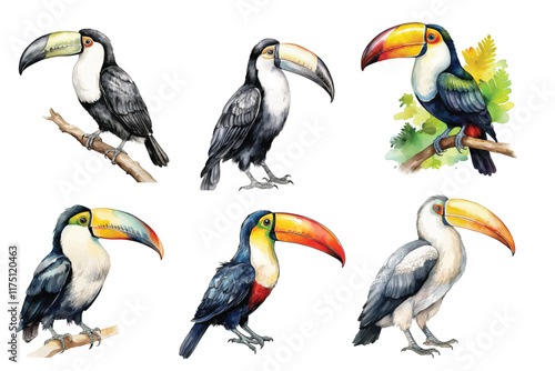 Watercolor toucan birds tropical Animals illustration set