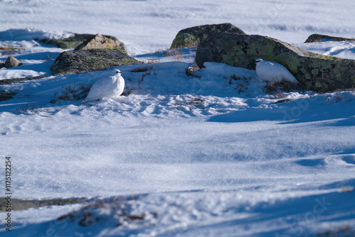 a pair of Rock Ptarmigan, lagopus muta, in the snow capped alps at a cold sunny winter day photo