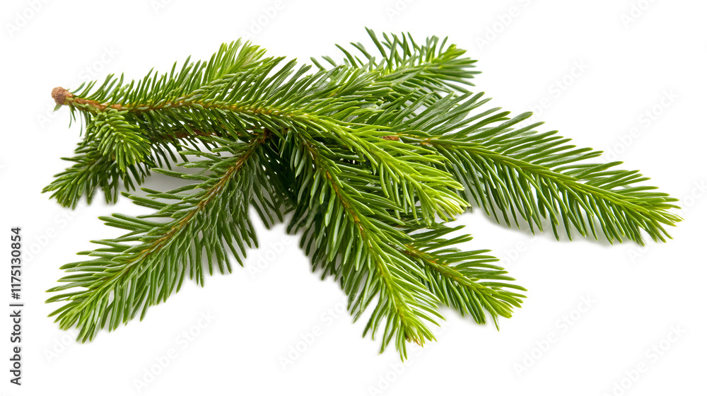 Naklejka premium Fresh Green Fir Branch with Needles Isolated on White Background