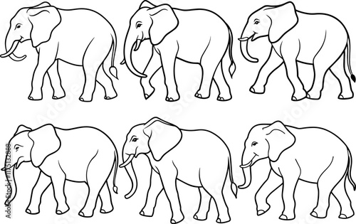 Set of Black line art of a Walking Elephant on a White Background - Vector Illustration photo