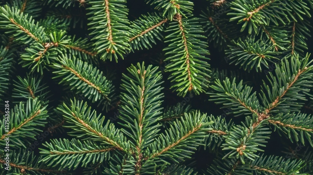 Fototapeta premium Lush green fir tree branches, close-up texture.