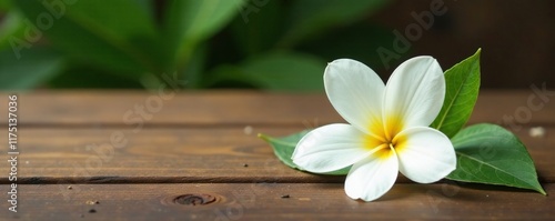 A single white Cascabela thevetia flower on a wooden table, tropical, thevetia photo