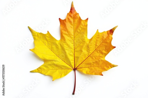Wallpaper Mural Bright yellow autumn leaf isolated on white background, color, green, fall Torontodigital.ca