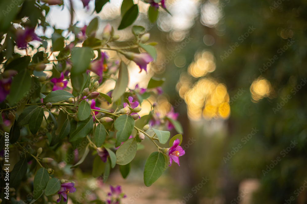 Różowe kwiaty Lagunaria patersonia, kwiat w kształcie gwiazdy, egzotyczny krzew, kwiatowe tło lub tapeta kwiatowa do projektu lub na stronę www Różowe kwiaty Lagunaria patersonia, kwiat w kształcie gwiazdy, egzotyczny krzew, kwiatowe tło lub tapeta kwiatowa do projektu lub na stronę www
