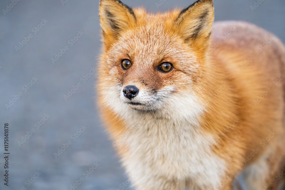 Fototapeta premium 北海道のキタキツネ