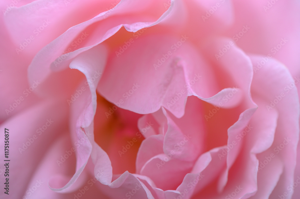 Obraz premium Delicate layers of a blooming pink rose capturing the essence of nature's beauty in a peaceful garden setting