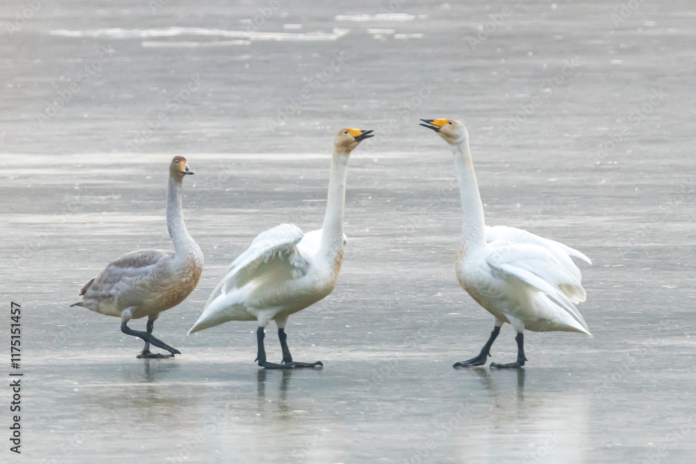 Winter Migratory Bird Scenery in Junam Reservoir, Changwon, South Gyeongsang Province, South Korea Winter Migratory Bird Scenery in Junam Reservoir, Changwon, South Gyeongsang Province, South Korea