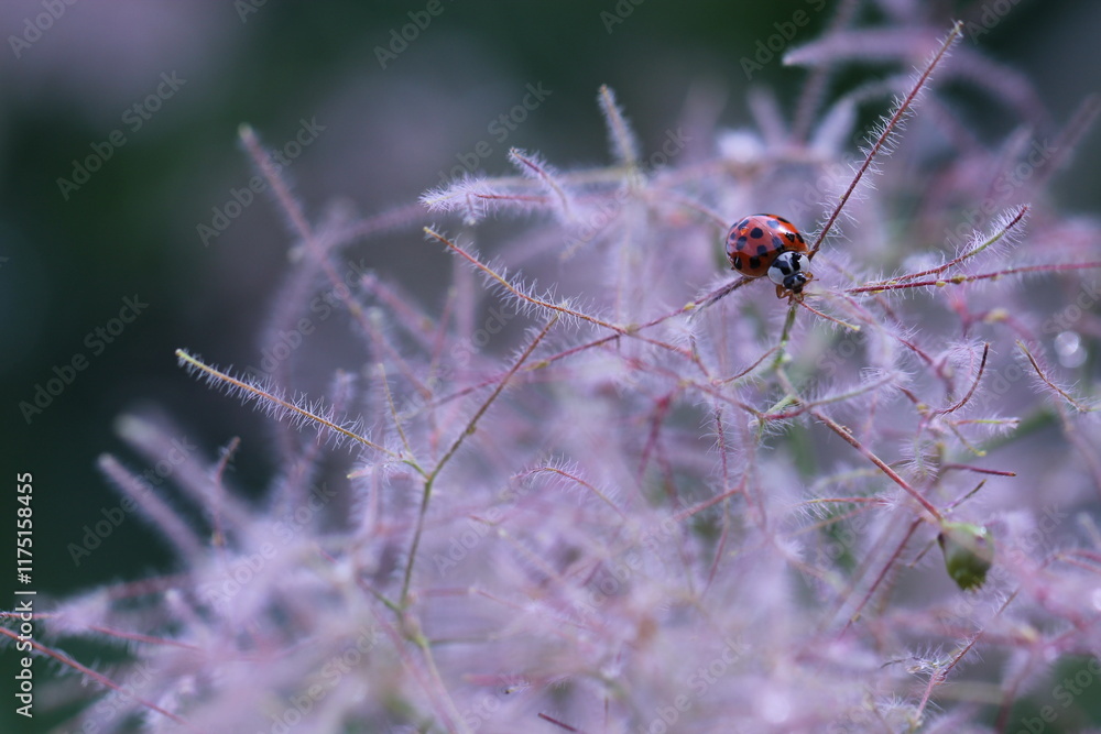 una coccinella su una pianta di scotano una coccinella su una pianta di scotano