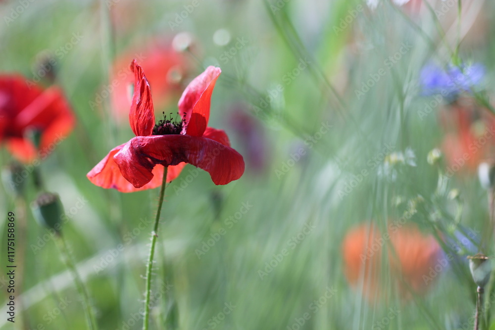 Obraz premium fiore rosso di papavero in primavera in un prato