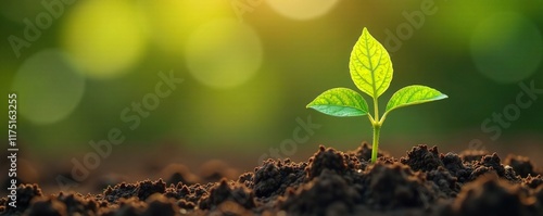A single soybean plant growing above the soil surface, flower, brown, leaf