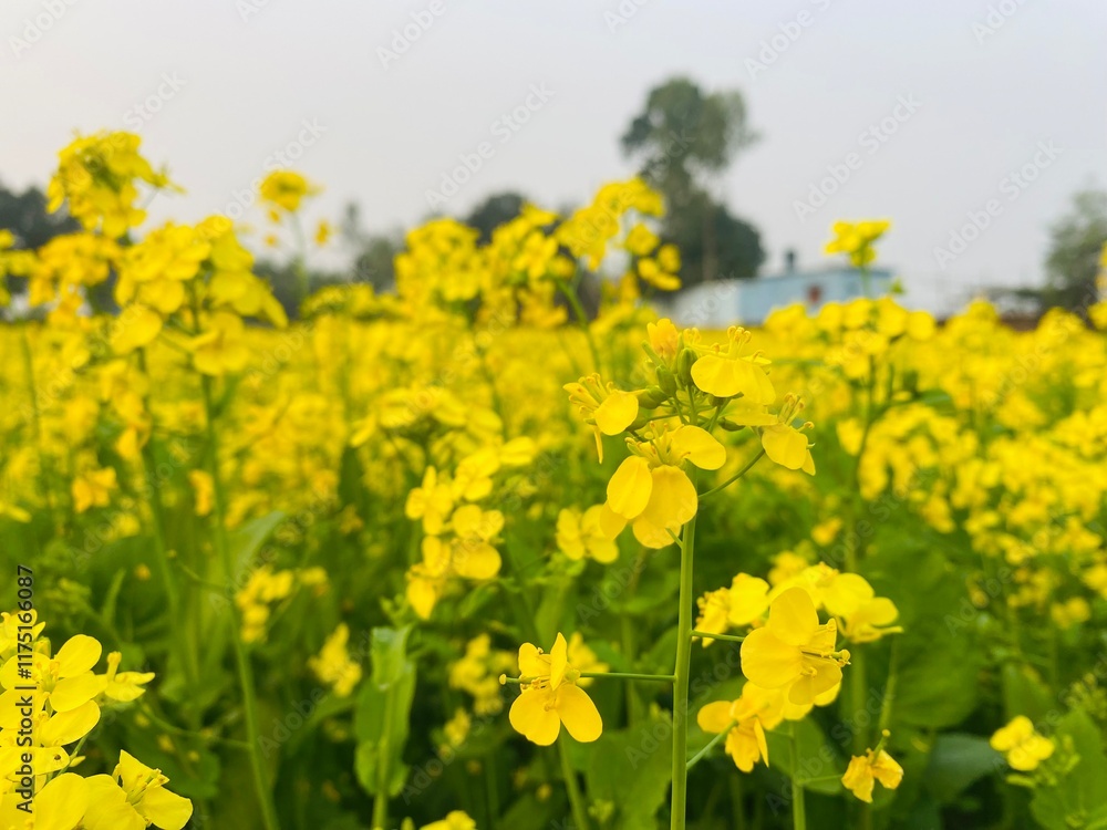 season when rape blossoms bloom. Mustard flower is a symbol of beauty in winter. Wild yellow flower. Plant floral botanical background. Close up photo Summer season. Beauty of nature backdrop season when rape blossoms bloom. Mustard flower is a symbol of beauty in winter. Wild yellow flower. Plant floral botanical background. Close up photo Summer season. Beauty of nature backdrop