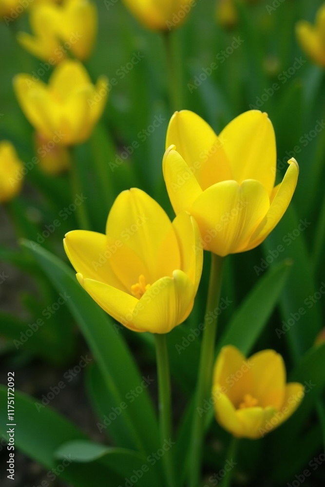 Petals of bright yellow flowers unfolding among leafy greens, spring, blossom Petals of bright yellow flowers unfolding among leafy greens, spring, blossom
