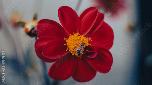 Beautiful mix of flowers  cosmos, orange flower in the garden 