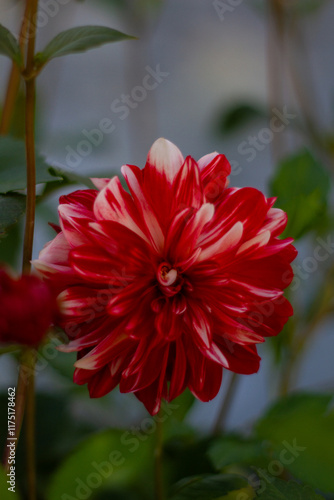 Beautiful mix of flowers  cosmos, orange flower in the garden 