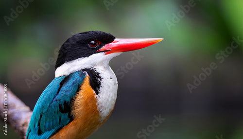 black capped kingfisher commonly seen on coastal waters and mainly in mangroves it is easily disturbed but perches conspicuously and dives to trap fish however additionally feeds on huge insects photo