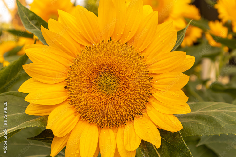 Naklejka premium Close-up of yellow sunflowers beautiful flowers Asian flowers