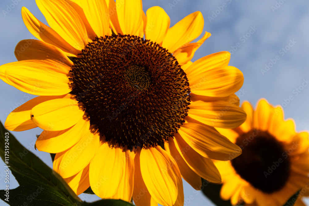 Naklejka premium Close-up of yellow sunflowers beautiful flowers Asian flowers 