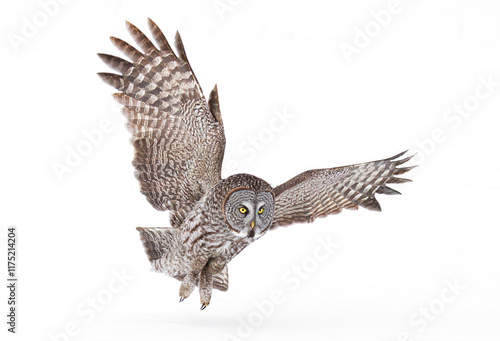 Great grey owl (Strix nebulosa) with wings spread out pounces on prey as he hunts in the winter snow in Canada