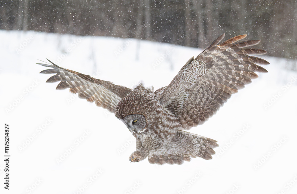 Great grey owl (Strix nebulosa) with wings spread out pounces on prey as he hunts in the winter snow in Canada