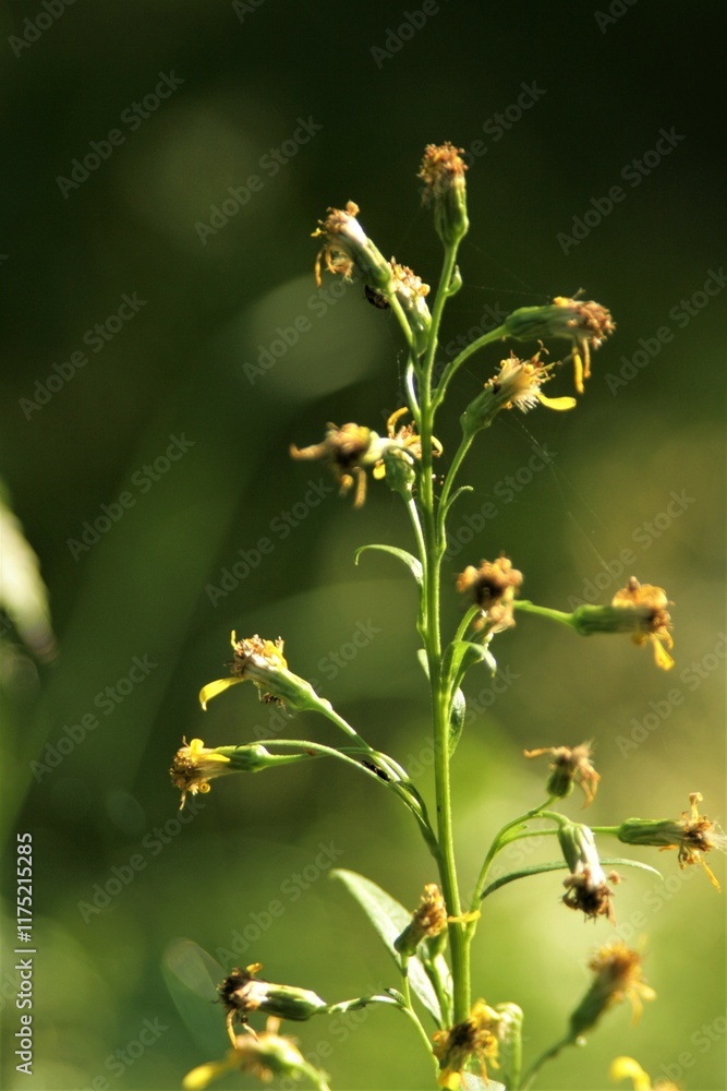 Fototapeta premium Yellow flower shining in the morning light