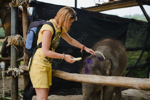 A young woman feeds a baby elephant on an elephant farm photo