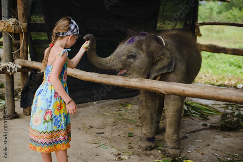 Photography A little girl feeds a baby elephant on an elephant farm