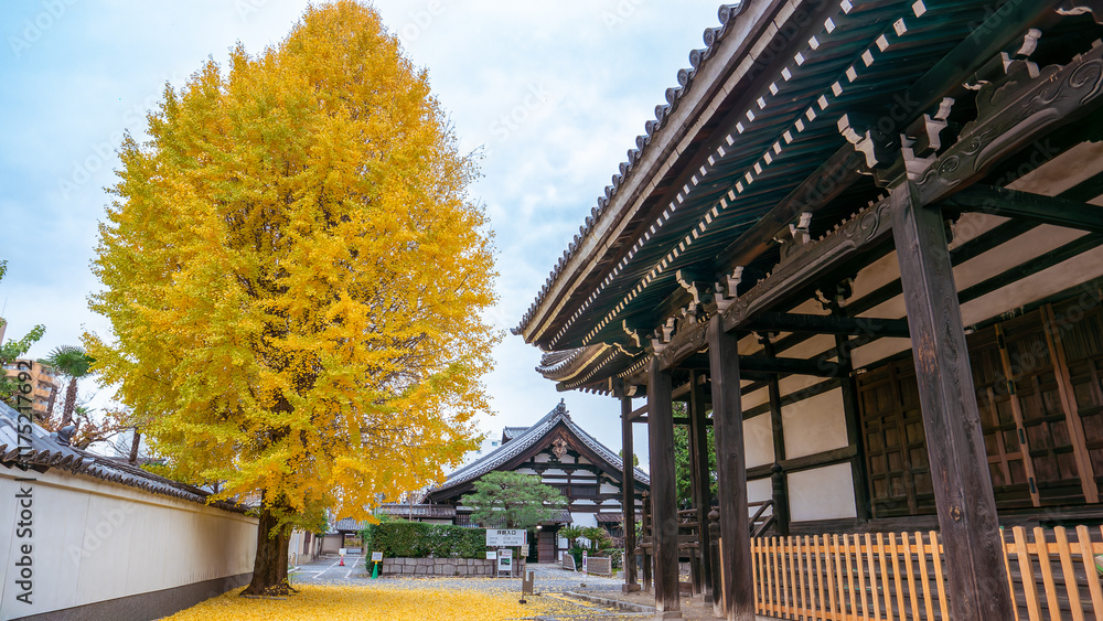 Fototapeta premium A large ginkgo tree with vibrant golden leaves stands beside a traditional Japanese temple building. Fallen leaves carpet the ground. Honpoji Temple, Kyoto, Japan.