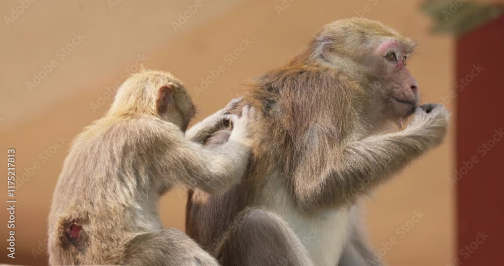 Macaques from Thailand in the Fish Cave Temple Macaques from Thailand in the Fish Cave Temple