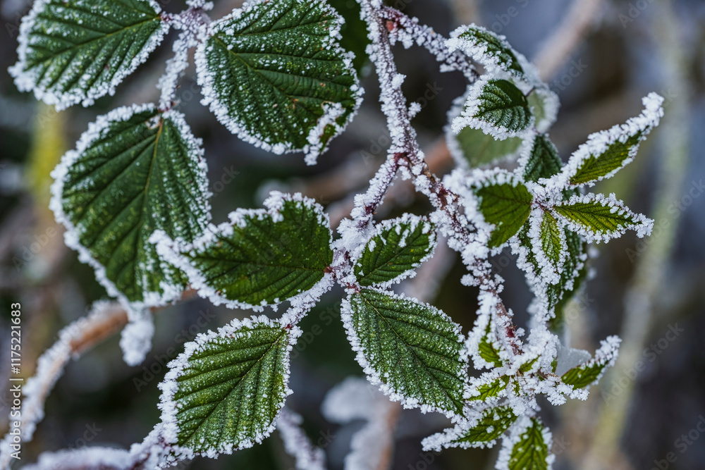 Close-up of leaves covered with frost and ice in the Rheingau Close-up of leaves covered with frost and ice in the Rheingau