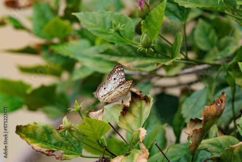 Borboleta photo