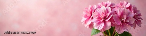 Pink hydrangeas in a vase against a soft focus background, shadow, pink color