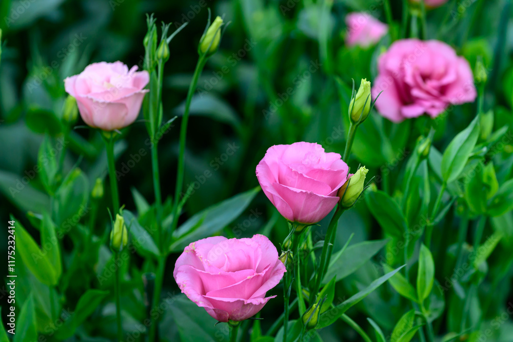 Blooming Lisianthus Flowers on a green leaf background in the garden. Blooming Lisianthus Flowers on a green leaf background in the garden.