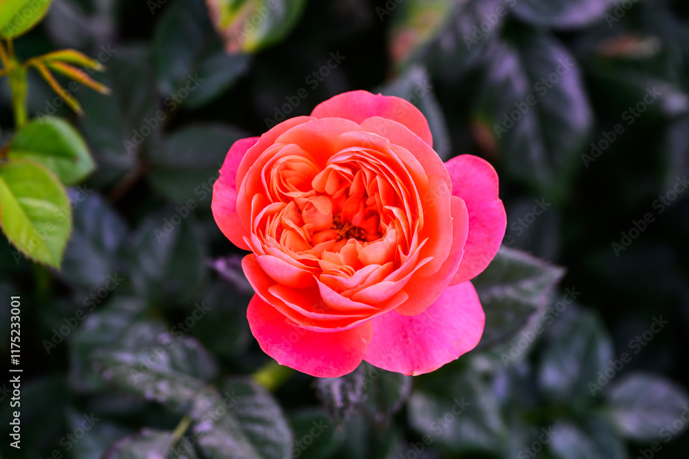 Spray Rose Lovely flowers blooming in the garden, in Thailand. Spray Rose Lovely flowers blooming in the garden, in Thailand.