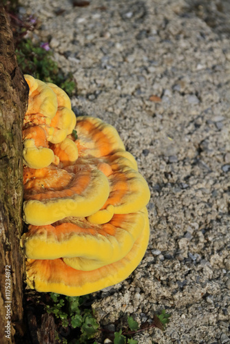 the common sulfur porling, a bright yellow tree fungus photo