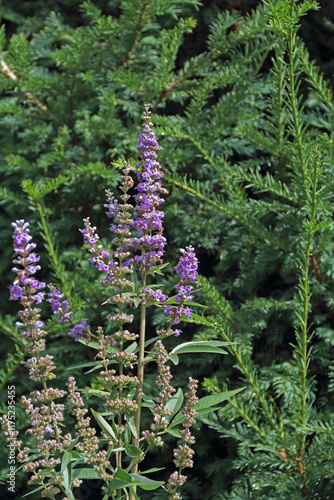 Several purple cones of monk's pepper on a German meadow