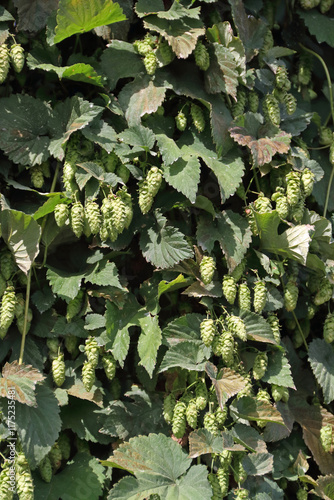 a flowering hop plant from the hemp family, photographed outdoors
