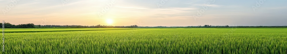 Lush green rice fields basking in sunlight during golden hour Lush green rice fields basking in sunlight during golden hour