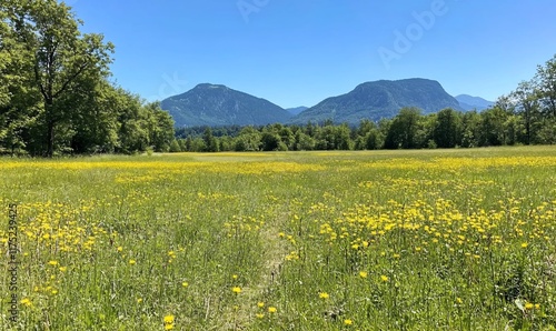 A sunny meadow with yellow flowers and mountains in the background.