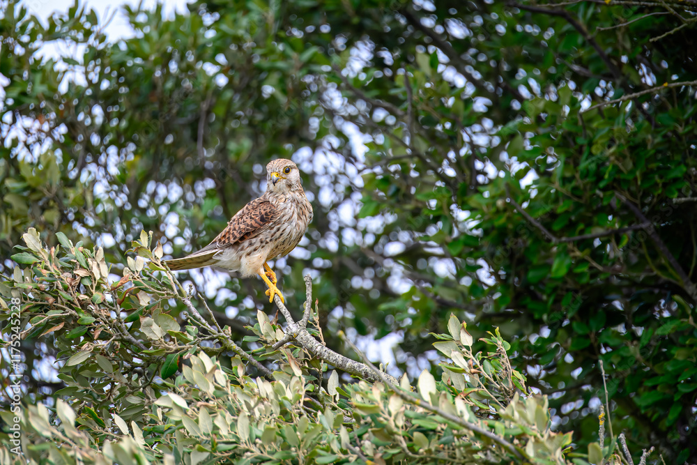 Fototapeta premium kestrel a bird of prey species belonging to the kestrel group of the falcon family perched in a tree