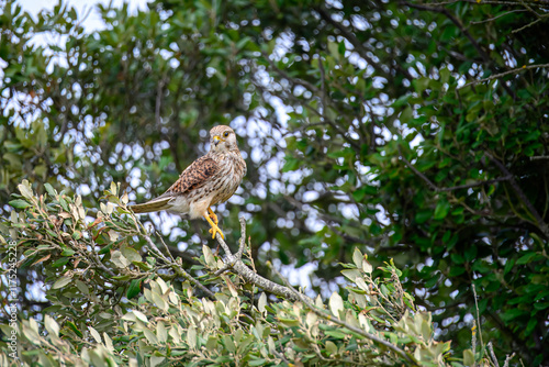 kestrel a bird of prey species belonging to the kestrel group of the falcon family perched in a tree photo